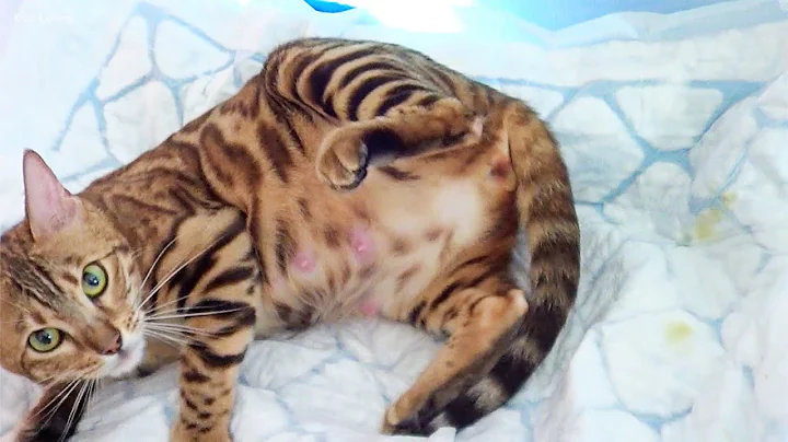 Video 633711: pregnant bengal cat, mother cat