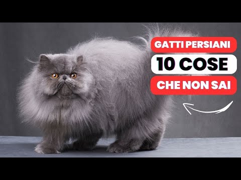 Video: Cose da considerare prima di acquistare un gatto persiano