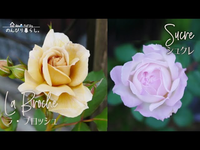 LA BROCHE /SUCRE KAWAMOTO Rose Garden / baranoie - YouTube