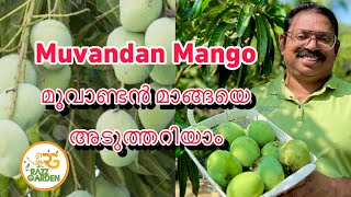 Muvandan Mango harvest മൂവാണ്ടൻ മാങ്ങയെ അടുത്തറിയാം