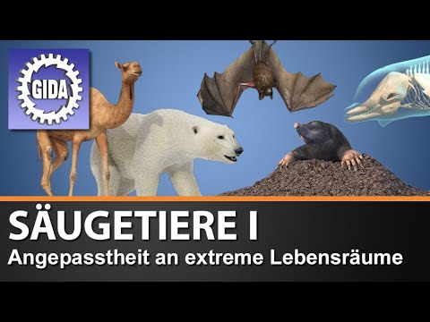 Trailer - Säugetiere I - Angepasstheit an extreme Lebensräume - Biologie - Schulfilm