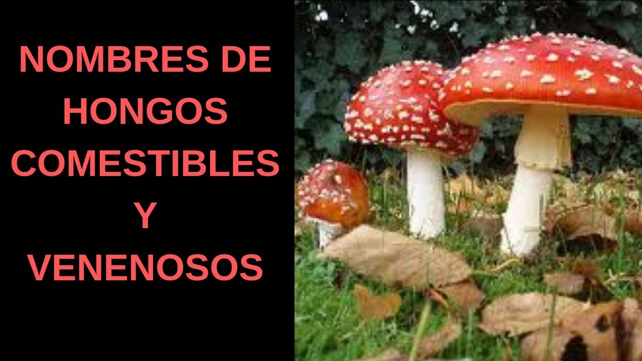Hongos tipos comestibles de
