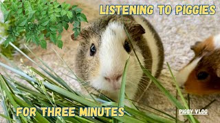 (Piggy Vlog) Listening to Piggies for 3 Minutes 20240602 EP95