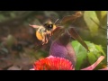 view The Secret Life of Orchids – Part II: Pollinators digital asset number 1