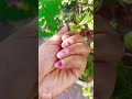 time lapse of hibicus flower #viral #shortsvideo #roofgardening #@mom_life_struggle