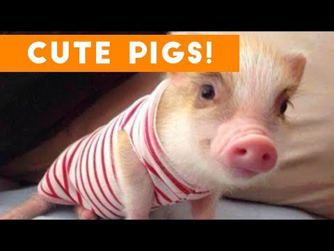 cutest-pigs-and-piglets-of-2017-weekly-compilation-|-funny-pet-videos