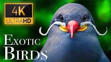 Exotic Birds 4K - Beautiful Bird Sounds In Rainforest | Jungle Sounds | Scenic Relaxation Film