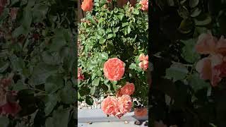 Rose's collection