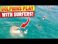 Dolphins FLIP OUT OF THE WATER in front of surfers! (At Bondi Beach)