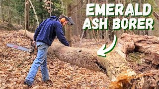 Dead Ash Makes Great Lumber by Grumpy Toad Creations 1,562 views 2 months ago 15 minutes