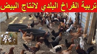 مشروع تربية الدجاج البلدي في المنزل لانتاج البيض بأقل التكاليف وتحقيق الارباح
