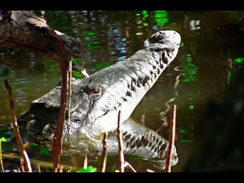 Video: Caimán De 4 Pies Vendido A Un Niño De 17 Años En Un Espectáculo De Reptiles