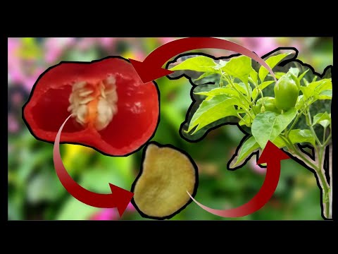 Como germinar sementes da pimenta habanero!!