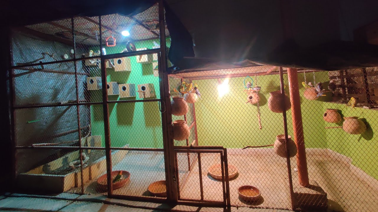 DAY 74🦜11th RAMADAN😍 #birds 👉@ansarak7747 #parrot #minivlog #foryou #pets 