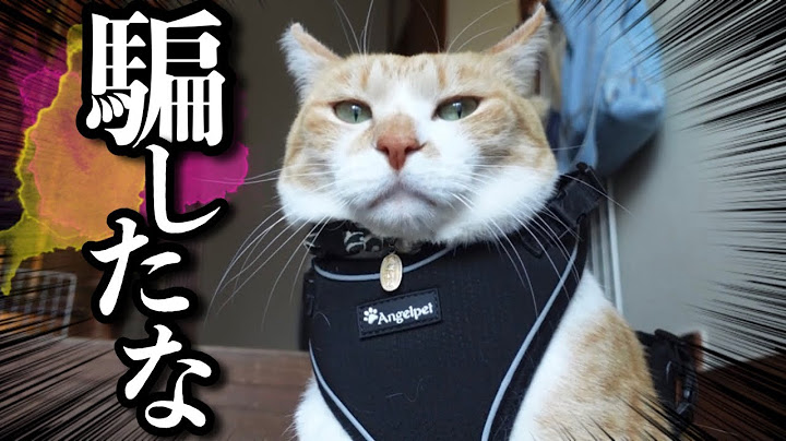 散歩かと思ったら病院へ連れて行かれた猫