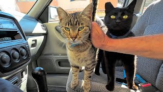 A bunch of FAMILIAR STREET CATS meet me after work. ASMR.