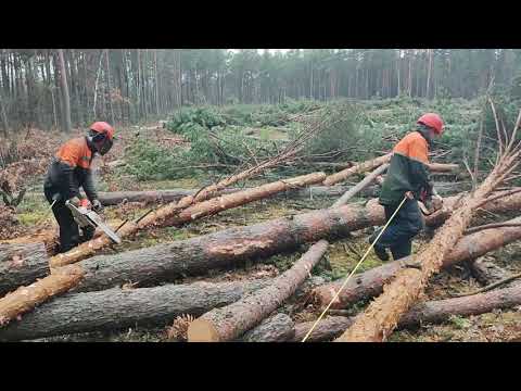 Валка леса /// 160 куб за 2 дня /// 🌲🌲🌲