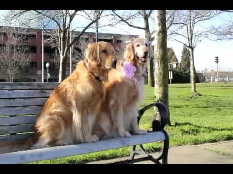 golden retriever stories