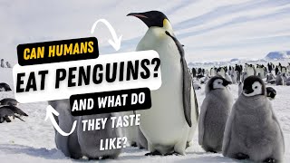 Eating Penguins: Shocking Facts Behind the Culinary Taboo