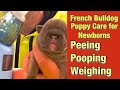 How care for a newborn French Bulldog