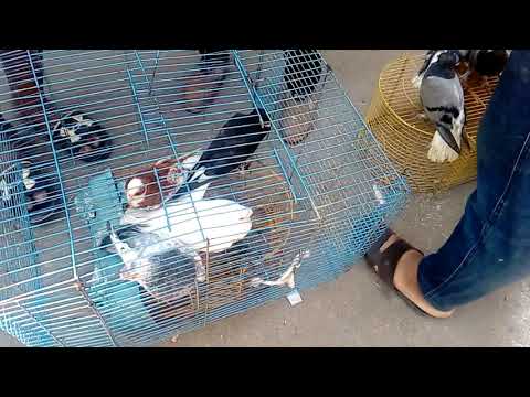 اسعار حمام استرالي بسوق الحمام فى سوق الجمعة بالاسكندرية