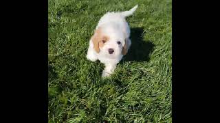 Cupcake/F1 Cavapoo/Grandeur Valley Puppies