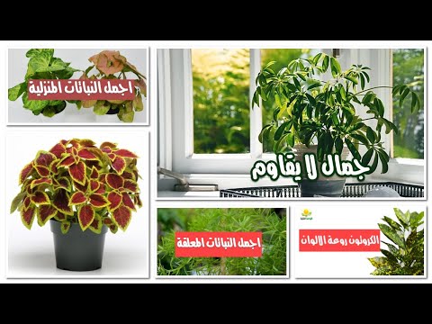 فيديو: Thuja في تصميم المناظر الطبيعية (58 صورة): نختار نباتات خارجية في أواني من أصناف 