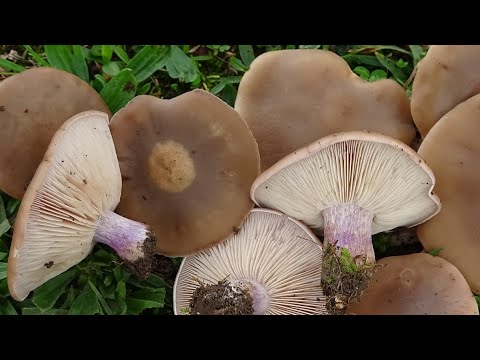 Vidéo: Blueleg est un champignon comestible. Description, photos de chevaliers bleus