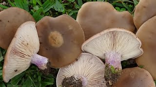 Pie violeta- Lepista personata - Field Blewit