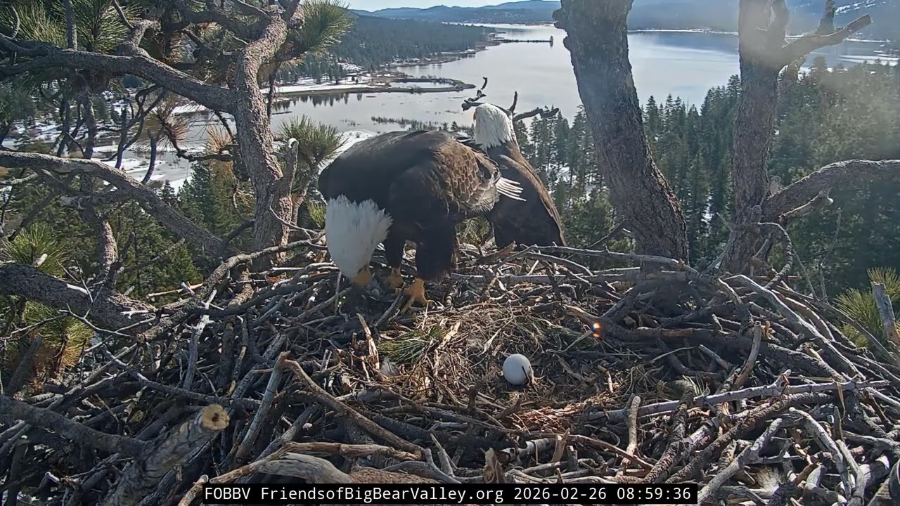 Big Bear Bald Eagle 26.02.2026 08:49