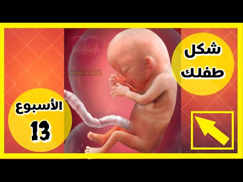 فيديو: 13 أسبوعًا من الحمل: الأحاسيس ، نمو الجنين ، الموجات فوق الصوتية