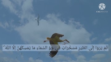 سورة النحل ٧٩ | أَلَمْ يَرَوْا إِلَى الطَّيْرِ مُسَخَّرَاتٍ فِي جَوِّ السَّمَاءِ.. |