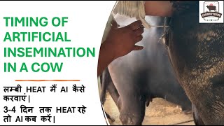 Artificial Timing In A Cow | How to decide time for AI | How it helps improving conception rate?