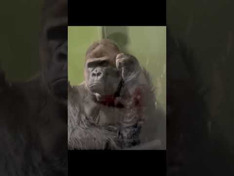 En iyi 5 Goril Part 2