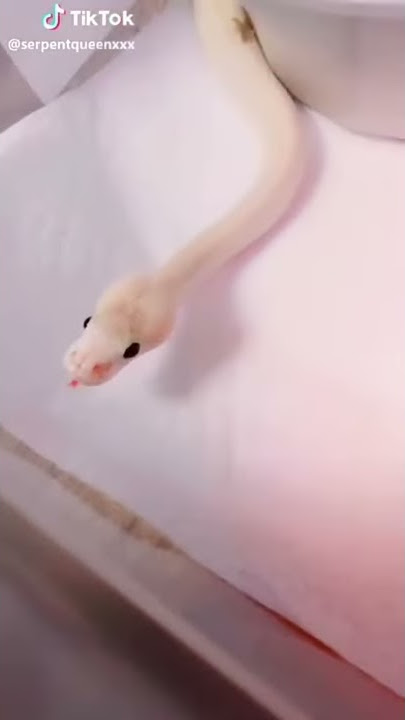 Python Snake Cute On TikTok #Shorts​ #9
