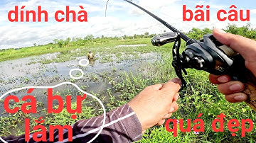 Đụng ngay thứ dữ rồi ăn xong là gài luôn vô chà ak/câu cá lóc Gò Công|Thái Nguyễn fishing