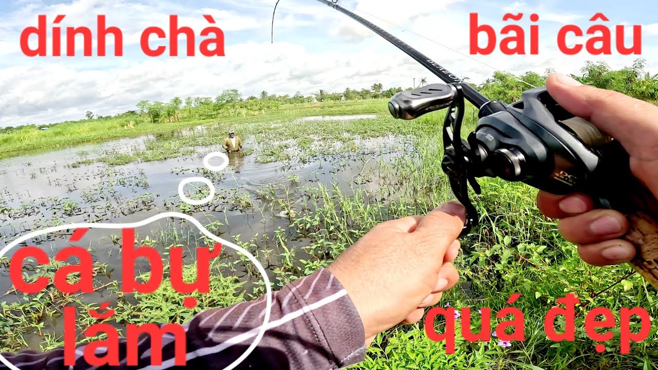 Đụng ngay thứ dữ rồi ăn xong là gài luôn vô chà ak/câu cá lóc Gò Công|Thái Nguyễn fishing