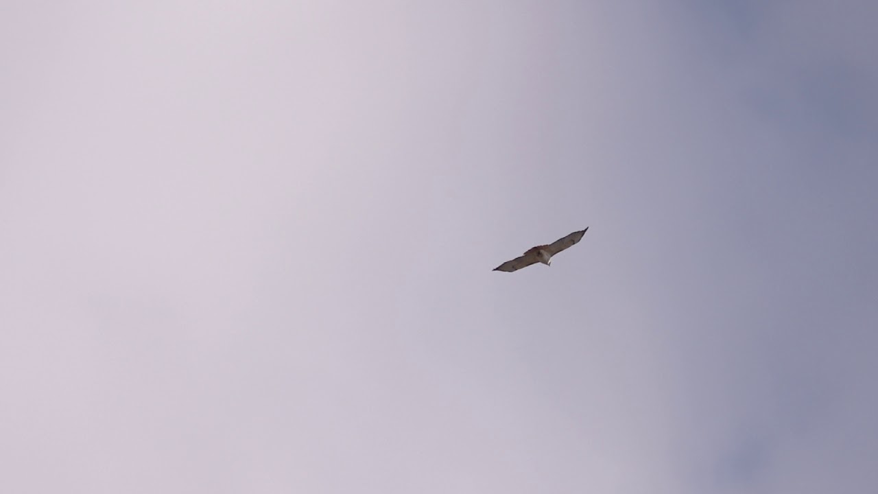 Red-tailed Hawk Circling by - YouTube