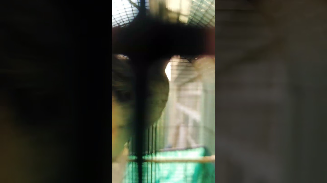 بلبل جم خمس دقائق من أجمل لغات بلبل بدراوي لعيون المتابعين 🌹❤️🌹❤️🦃🥇🏆