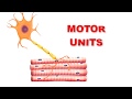 Understanding Motor Units in Skeletal Muscles