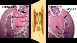 The Remarkable Brain Of The Bee