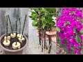 Cách giâm cành hoa giấy bằng quả chuối│grow flower roots with bananas