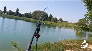 Carp Run COMPILATION 2022! PART 33!