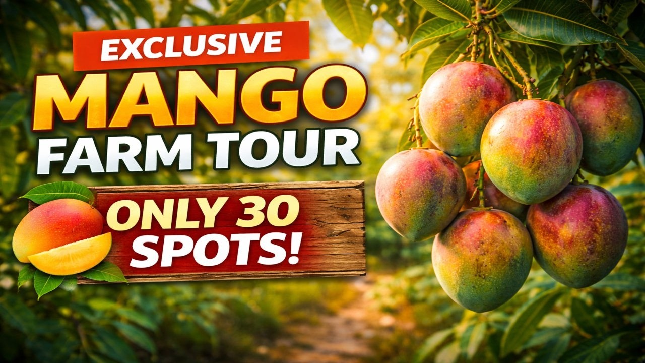 Exclusive Mango Farm Walking Tour | Tropical Acres & Truly Tropical | Limited Tickets