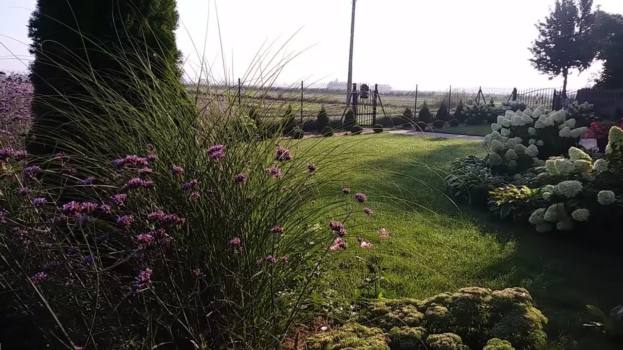 Trawy ozdobne w moim ogrodzie🌾🌾🌾🌾🌾🌾🌾🌾🌾🌾🌾🌾Spacer w połowie sierpnia.