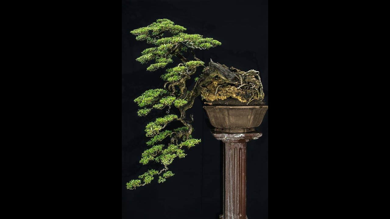 Inspirasi Gaya Bonsai Cascade Air Terjun Kengai Youtube