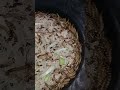 Preparing adult Superworm into pupa @countrylifeofpilipina