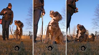 Training session Houdini dog. Leash walking #dog #dogtraining #dogvideos #dogtricks #fyp #puppy