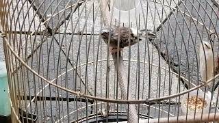 Download Lagu blacktroat gacor MP3