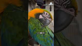 祝福噠啵生日快樂❤ #parrot #寵物鳥